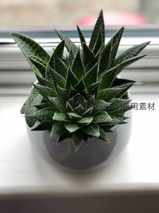 窗边芦荟科多肉尖刺挺立
