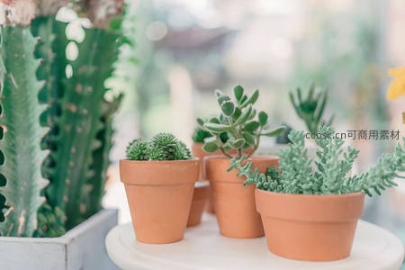 陶土盆栽多肉植物组合展示