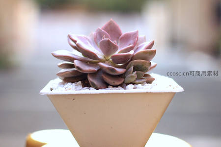 紫红色多肉植物特写盆栽