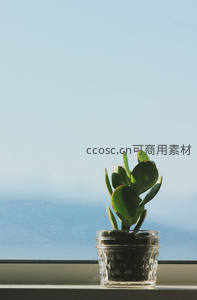 玻璃罐中的玉树绿植窗边景