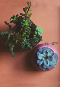 俯拍多肉植物组合盆栽图