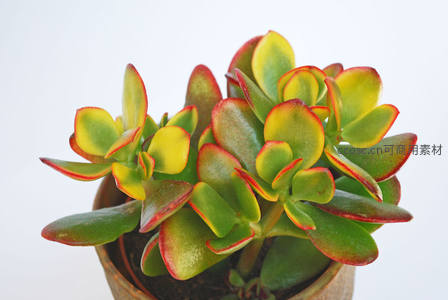 黄绿红边玉树盆栽生机盎然