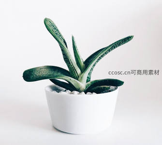 斑纹长叶芦荟盆栽简约清新