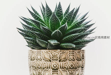 斑纹十二卷，几何图案花盆相映成趣