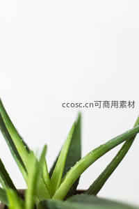 芦荟叶片特写，清新自然生机盎然