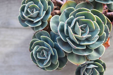 蓝绿色多肉植物的精致螺旋形态