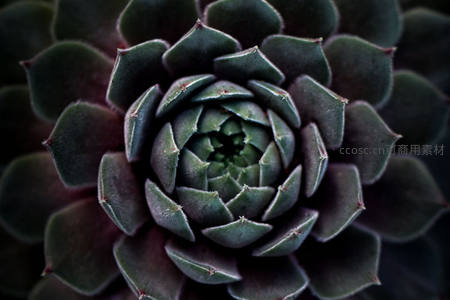 深色多肉植物的神秘几何中心