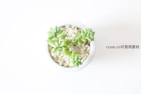 俯拍白色盆中多肉，简洁背景显清新