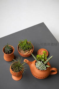 陶土器皿盛放多肉，创意组合成趣味摆件