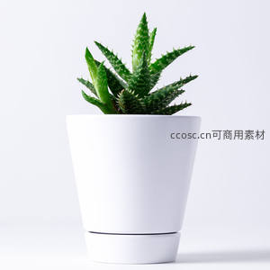 绿意盎然芦荟盆栽静置纯白背景