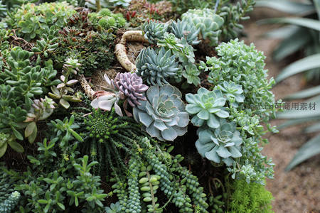 多样多肉组合盆景生机勃勃绿意盎然