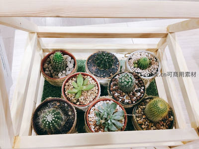 木质托盘中的多肉植物组合