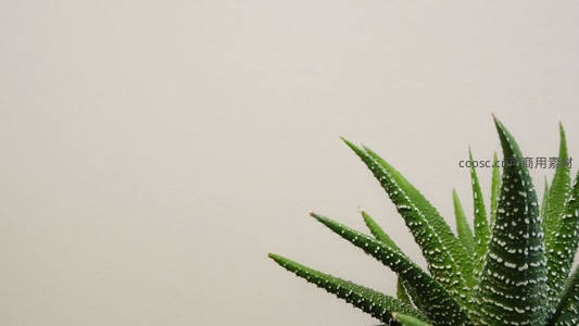 斑点芦荟叶片角落构图