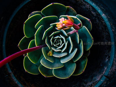 俯拍视角下的多肉螺旋花心