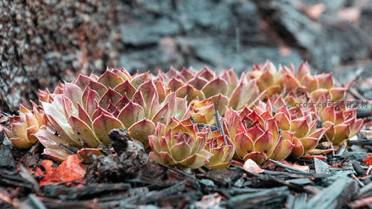 树根旁红尖多肉的野趣微距