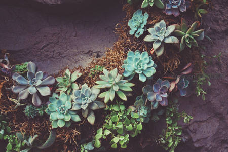 多肉植物墙，色彩斑斓的自然艺术