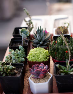 窗台上的迷你多肉花园，精致可爱