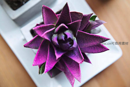 紫霞仙子多肉，神秘紫色绽放桌面