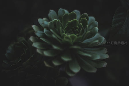 深绿多肉植物的螺旋之美