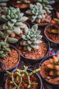 多种盆栽多肉组合展示
