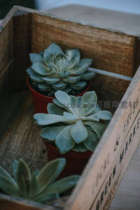 木箱中的清新多肉盆栽