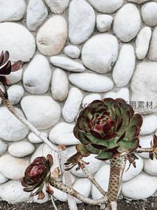 红绿多肉倚靠白石墙