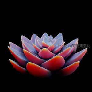 梦幻渐变色多肉艺术