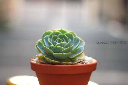 单盆多肉静谧时光