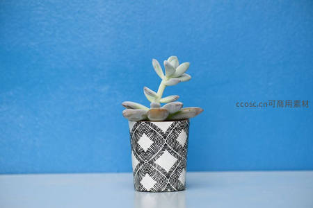 几何花盆中的简约多肉绿意