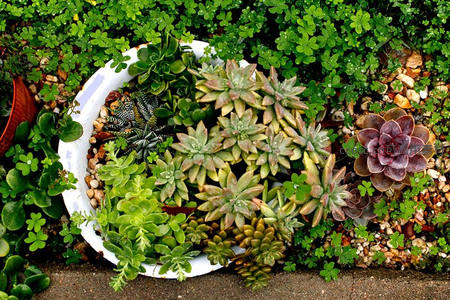 庭院中多肉与三叶草共生美景