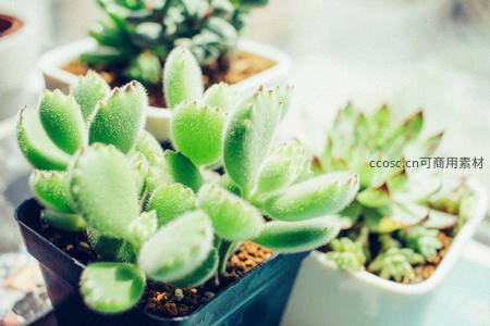 毛茸茸熊童子多肉可爱特写