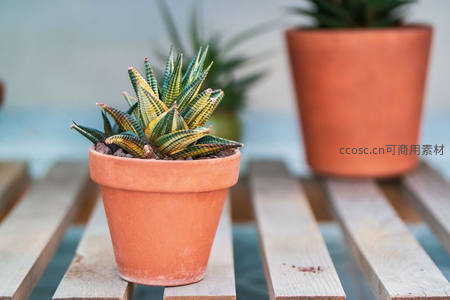 条纹虎尾兰盆栽静置木桌