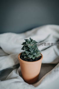 灰绿色多肉静卧布艺背景