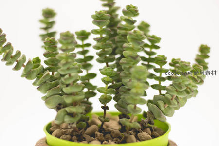 绿意盎然的多肉植物盆栽特写