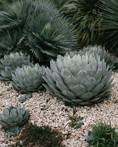 沙漠花园中的龙舌兰群落航拍