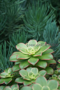 红边绿叶多肉植物特写镜头