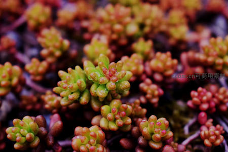 微距下的多肉植物群落，色彩斑斓