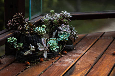 旧靴子改造花盆，创意多肉装饰