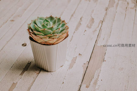 白色花盆中的单株多肉，简约清新