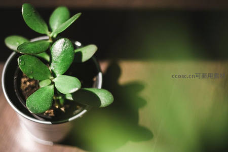 玉树盆栽绿意盎然，光影婆娑