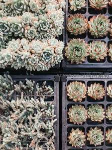 多肉苗圃俯瞰图，色彩斑斓如画