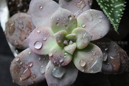 水珠轻吻多肉花瓣，晶莹剔透