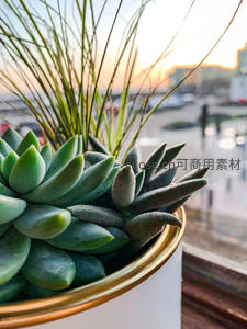 窗边多肉盆栽映衬夕阳城市剪影