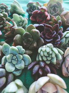 色彩斑斓的多肉植物特写