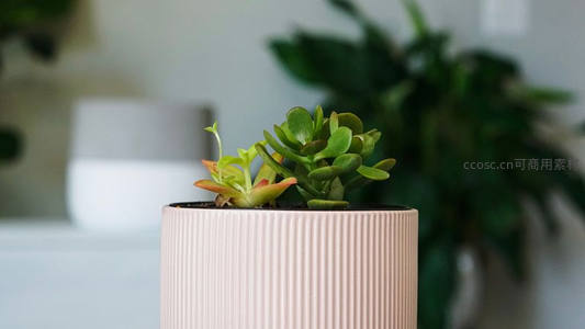 粉色花盆中的玉树盆景