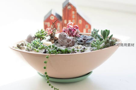 微型多肉花园里的童话小屋