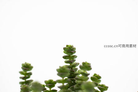 清新绿意的串钱景天枝条