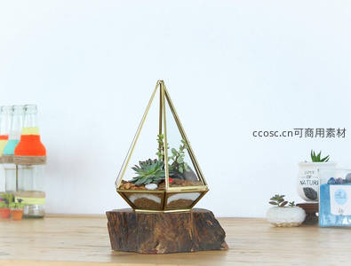 几何玻璃罩内多肉微景观，文艺范