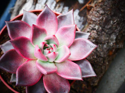 微距特写：粉紫渐变的多肉叶片绽放如花