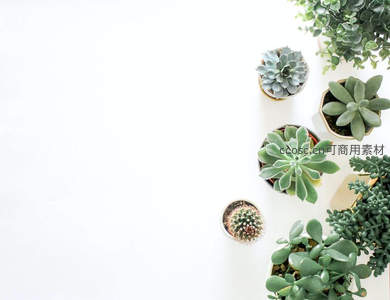 俯拍白色台面上的多肉组合